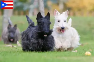 Read more about the article Scottish Terrier breeders and puppies in Puerto Rico
