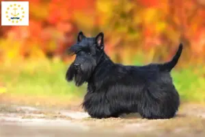 Read more about the article Scottish Terrier breeders and puppies in Rhode Island