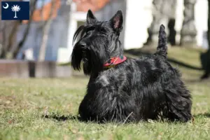 Read more about the article Scottish Terrier breeders and puppies in South Carolina