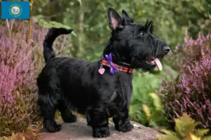 Read more about the article Scottish Terrier breeders and puppies in South Dakota