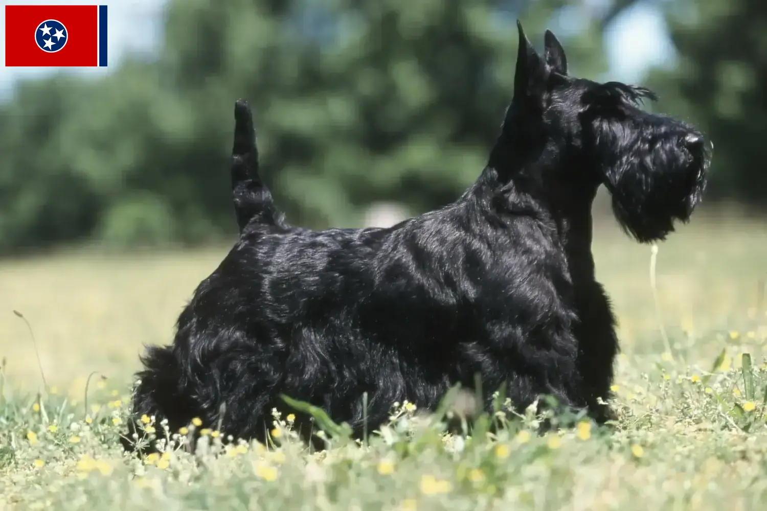 Read more about the article Scottish Terrier breeders and puppies in Tennessee