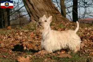 Read more about the article Scottish Terrier breeders and puppies in Utah