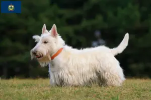 Read more about the article Scottish Terrier breeders and puppies in Vermont