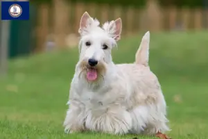 Read more about the article Scottish Terrier breeders and puppies in Virginia