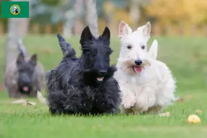 Read more about the article Scottish Terrier breeders and puppies in Washington