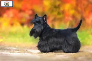 Read more about the article Scottish Terrier breeders and puppies in West Virginia