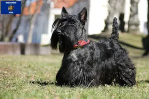 Read more about the article Scottish Terrier breeders and puppies in Wisconsin