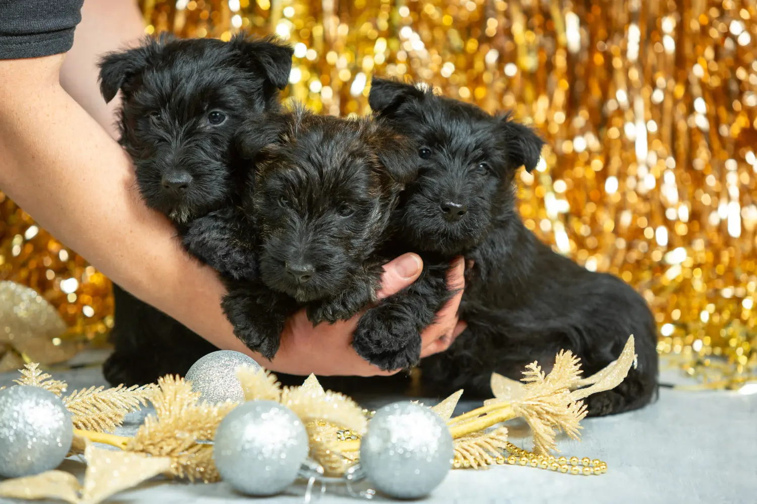 Buying a Scottish Terrier puppy means taking responsibility! Buy Scottish Terrier puppies.