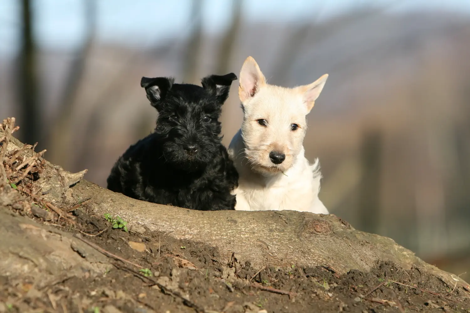 Buying a Scottish Terrier puppy means taking responsibility! Buy Scottish Terrier puppies.