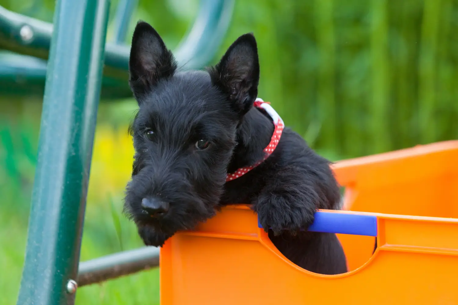 Buying a Scottish Terrier puppy means taking responsibility! Buy Scottish Terrier puppies.