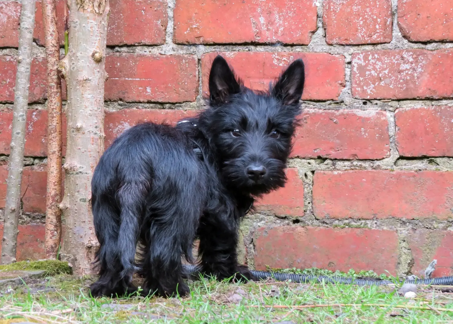 Buying a Scottish Terrier puppy means taking responsibility! Buy Scottish Terrier puppies.
