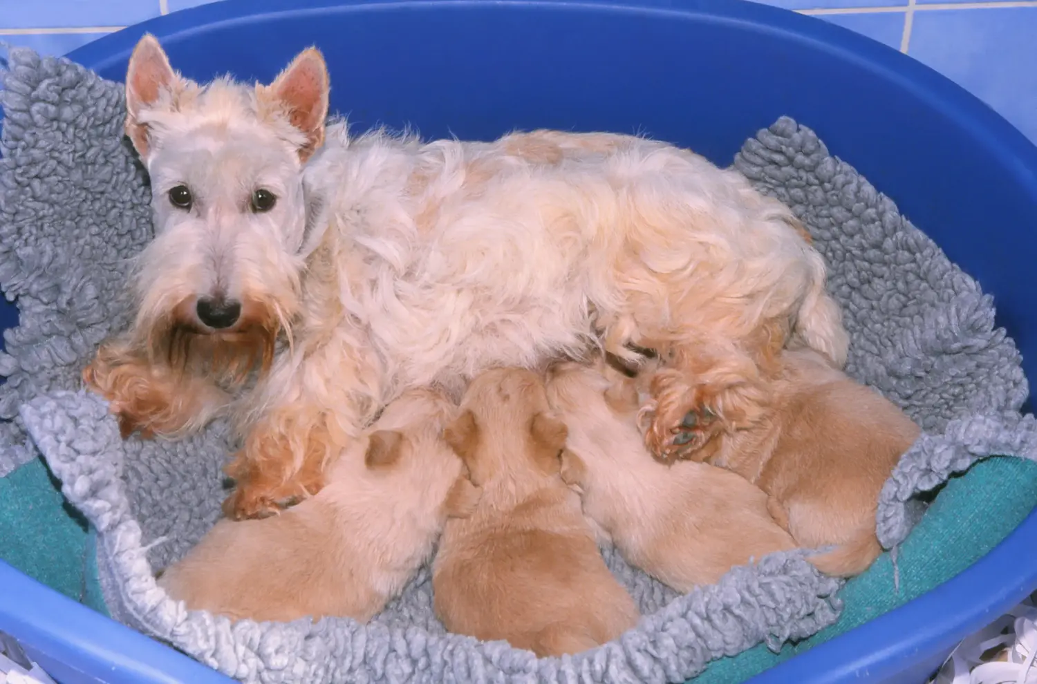Buying a Scottish Terrier puppy means taking responsibility! Buy Scottish Terrier puppies.