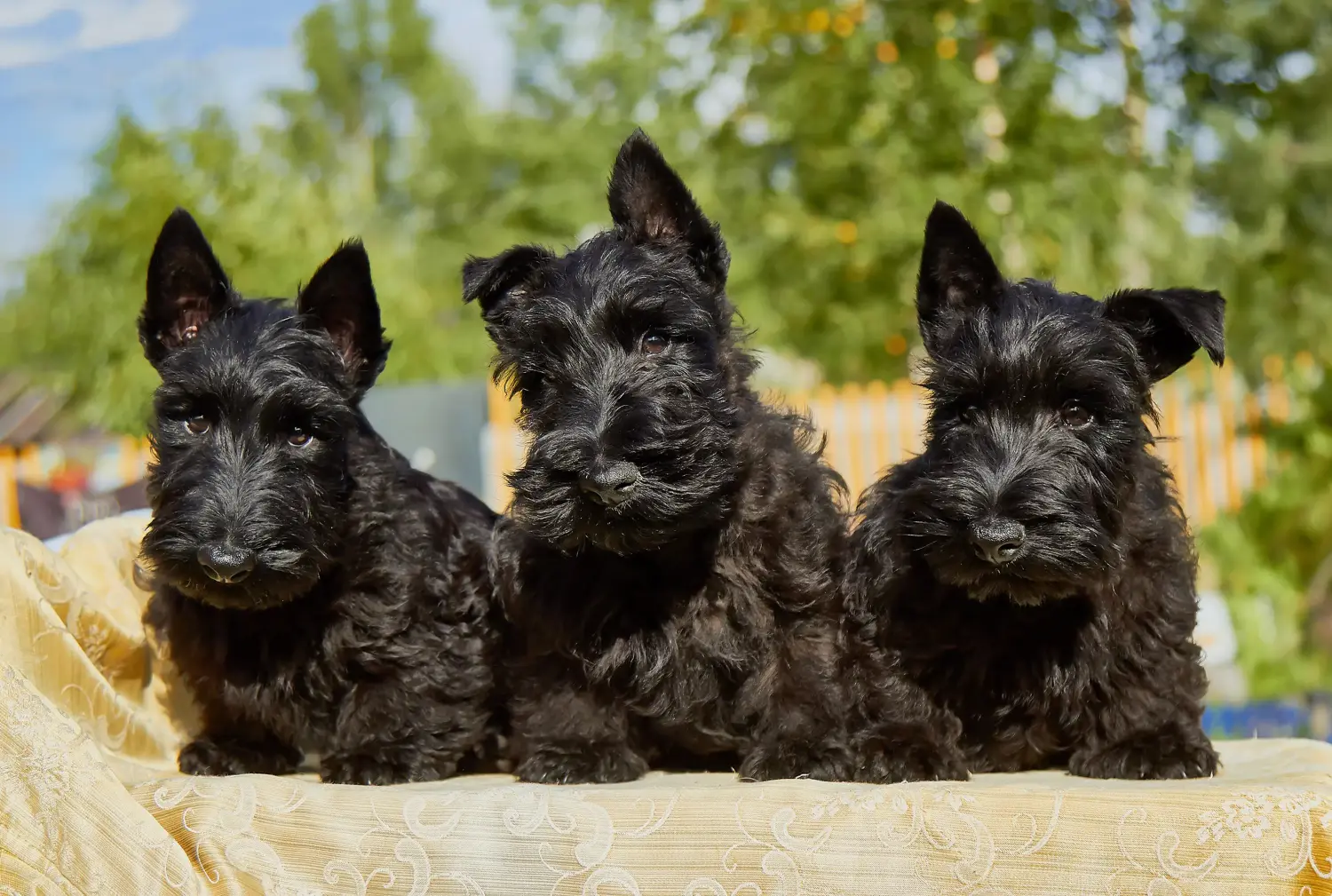 Buying a Scottish Terrier puppy means taking responsibility! Buy Scottish Terrier puppies.
