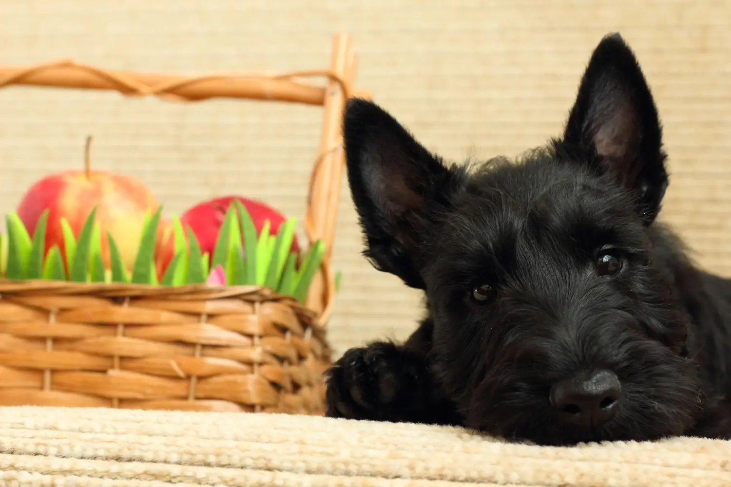 Buying a Scottish Terrier puppy means taking responsibility! Buy Scottish Terrier puppies.
