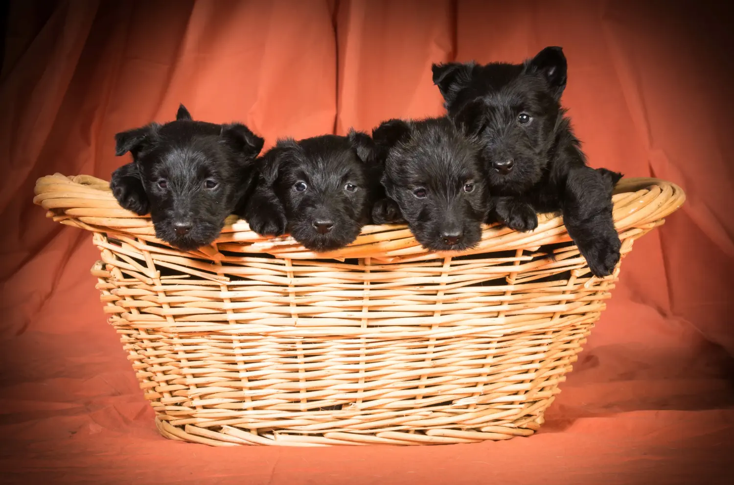 Buying a Scottish Terrier puppy means taking responsibility! Buy Scottish Terrier puppies.