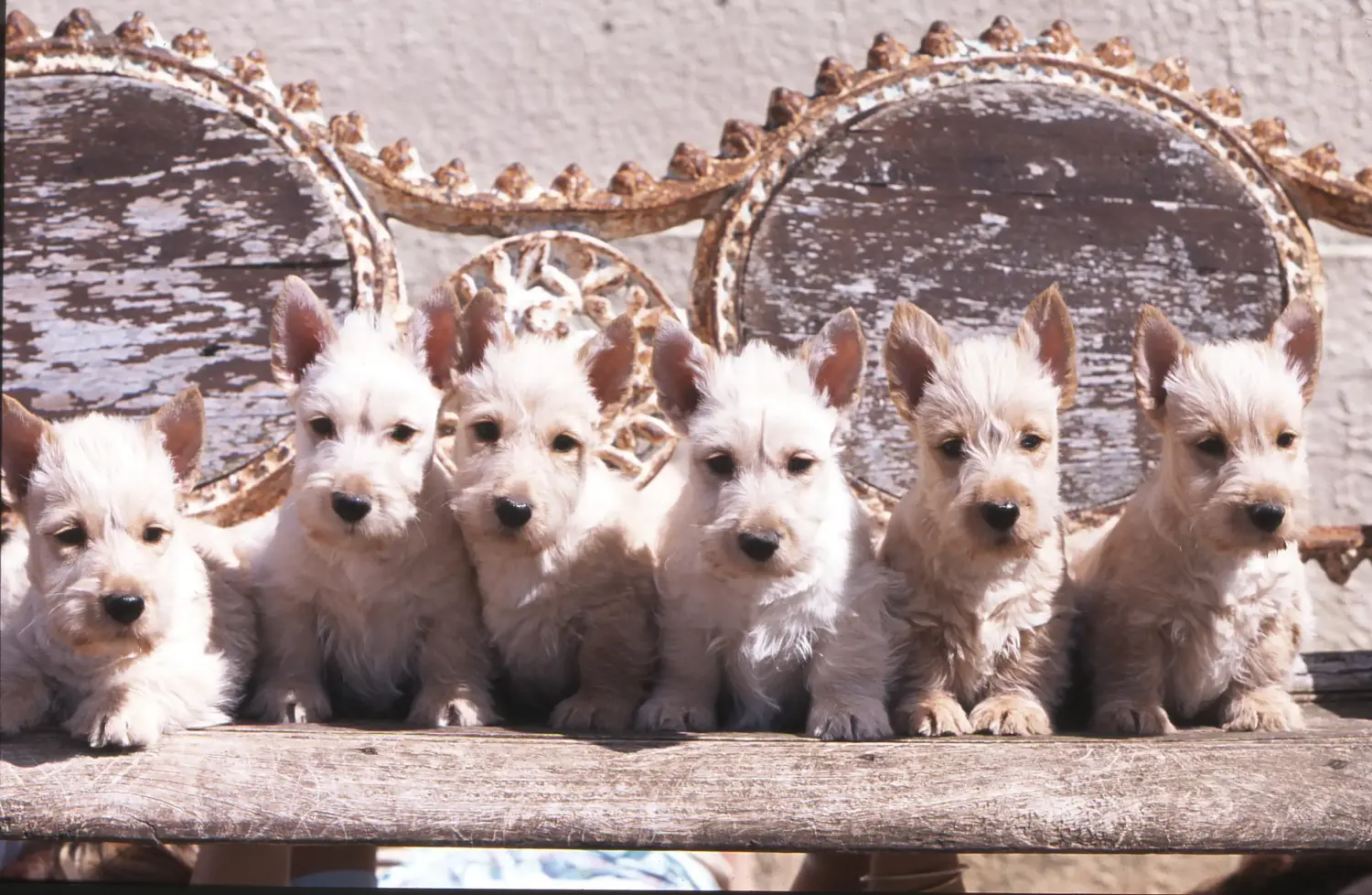 Buying a Scottish Terrier puppy means taking responsibility! Buy Scottish Terrier puppies.