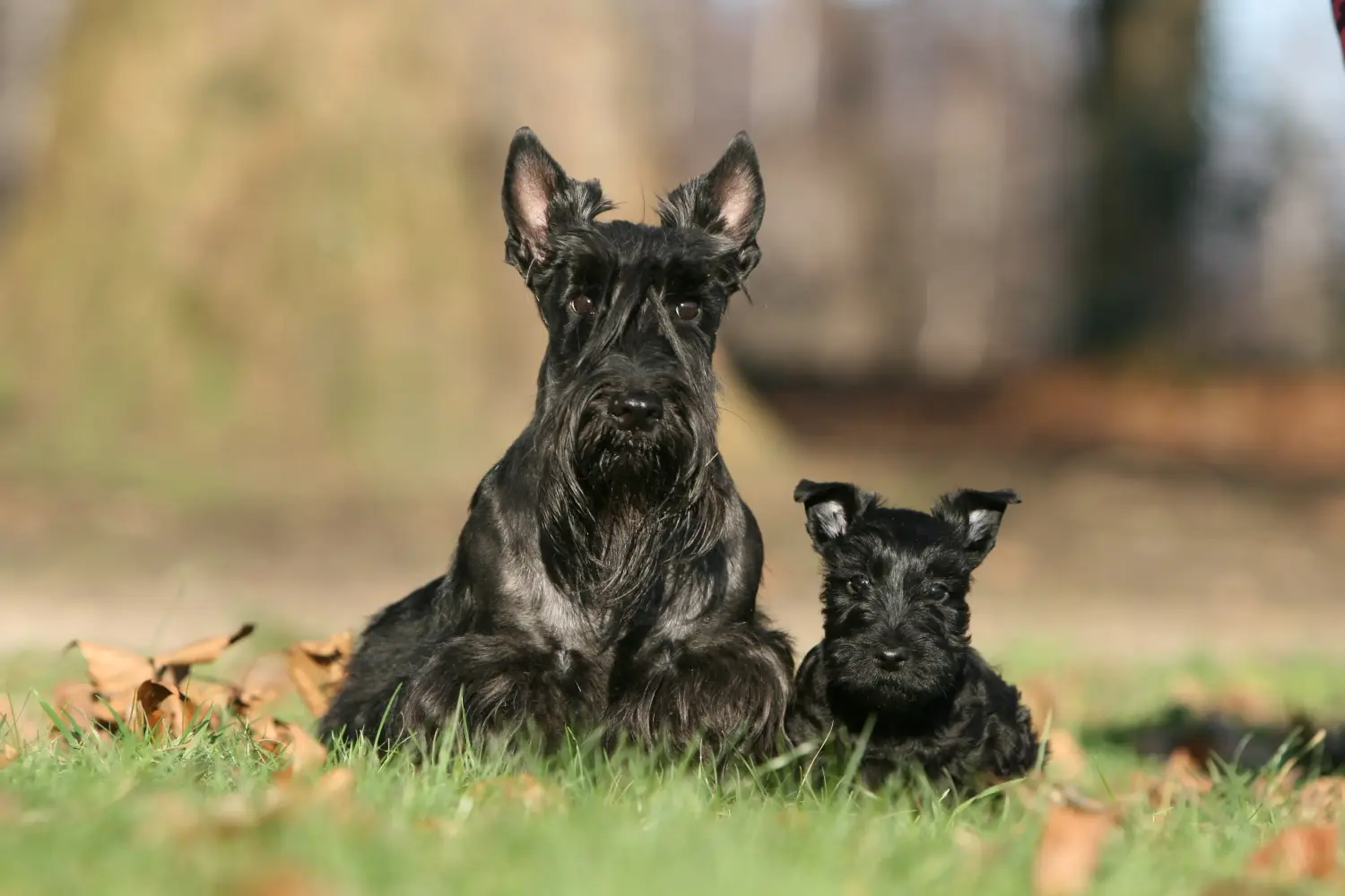 Buying a Scottish Terrier puppy means taking responsibility! Buy Scottish Terrier puppies.