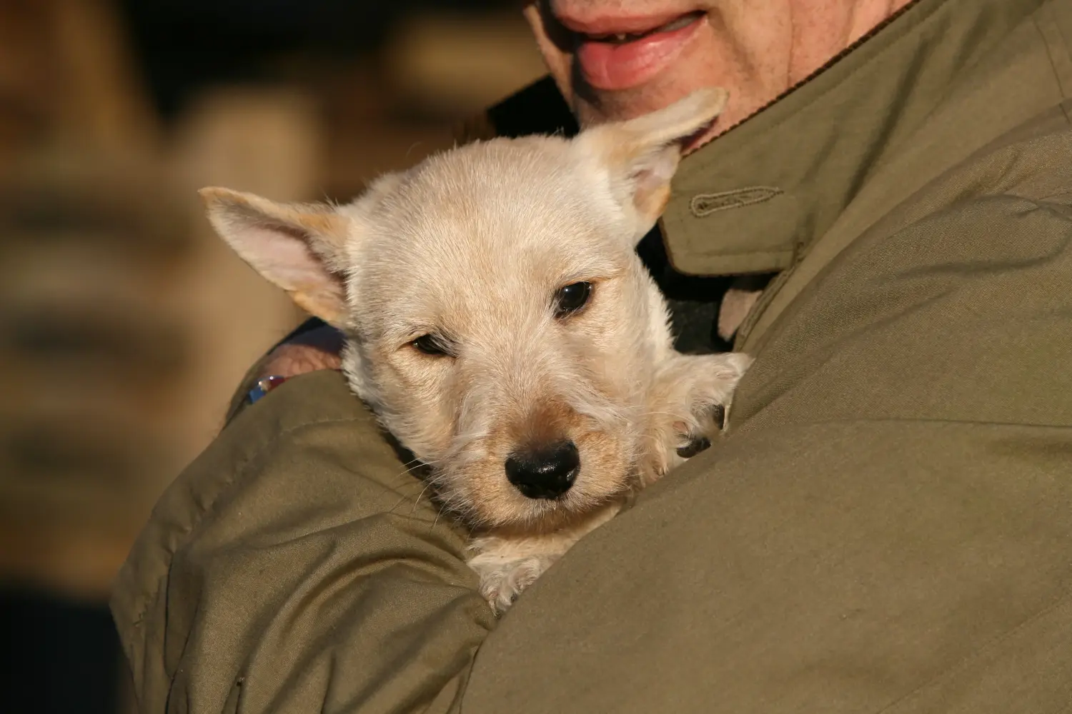 Buying a Scottish Terrier puppy means taking responsibility! Buy Scottish Terrier puppies.