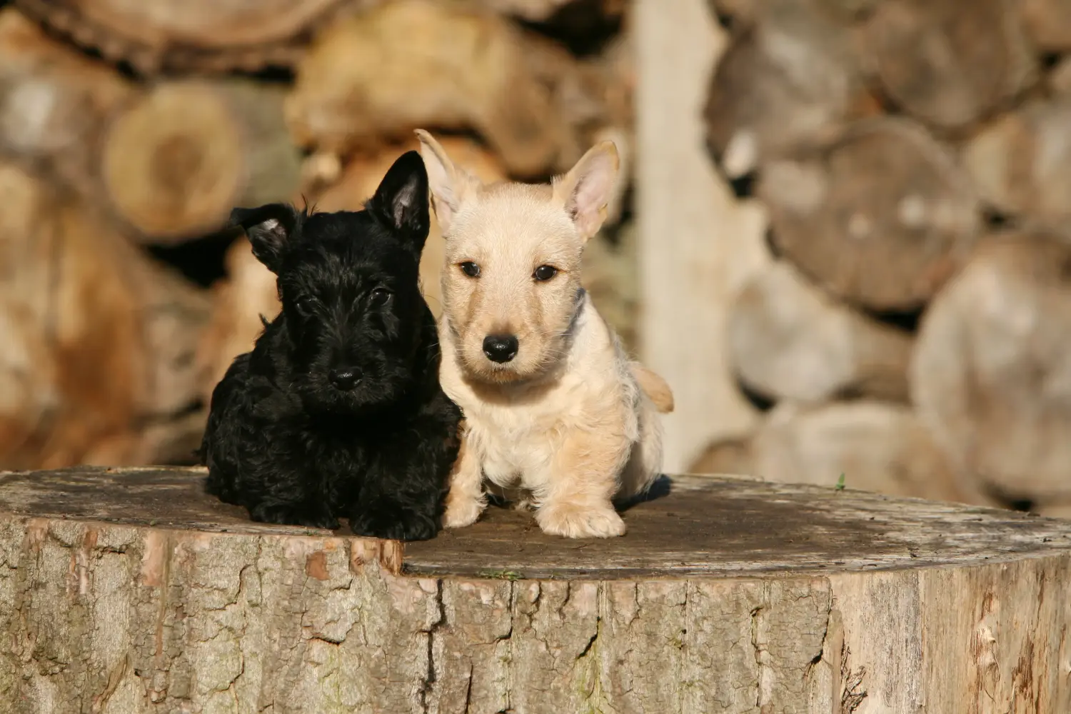 Buying a Scottish Terrier puppy means taking responsibility! Buy Scottish Terrier puppies.