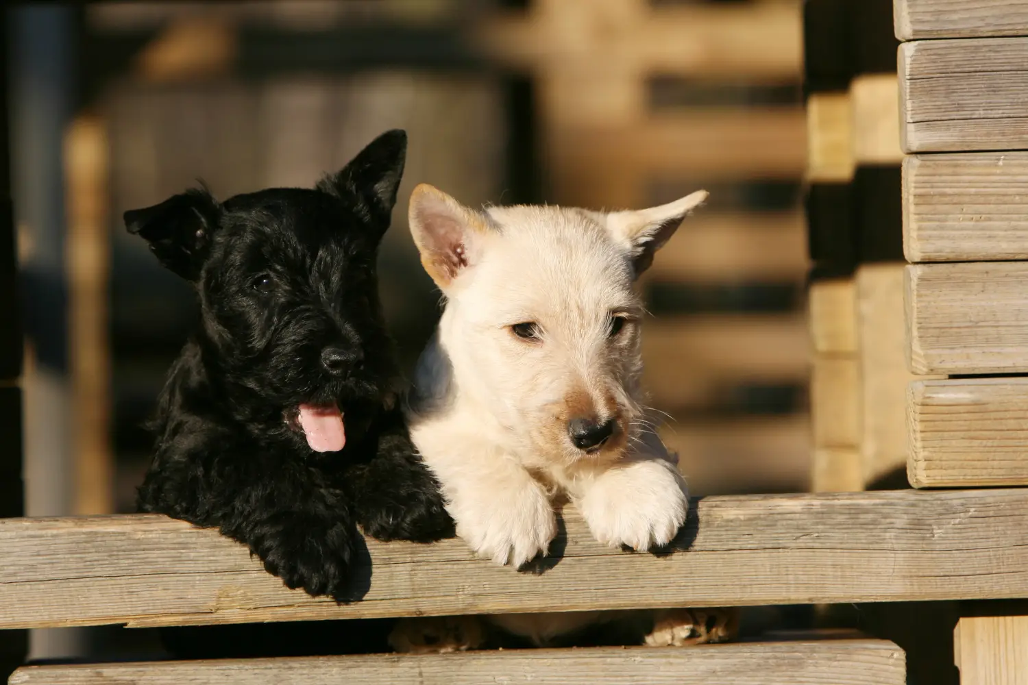 Buying a Scottish Terrier puppy means taking responsibility! Buy Scottish Terrier puppies.