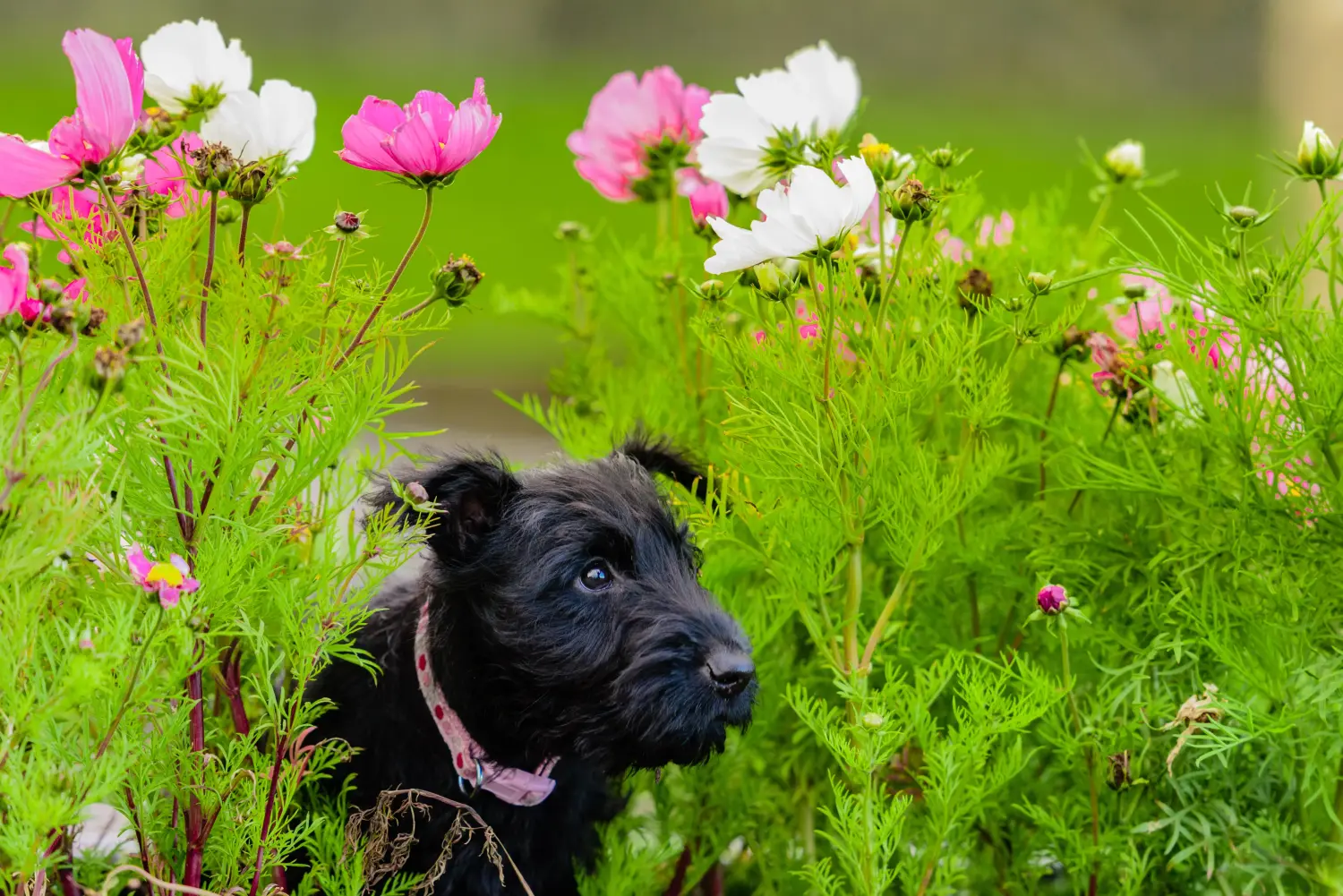 Buying a Scottish Terrier puppy means taking responsibility! Buy Scottish Terrier puppies.