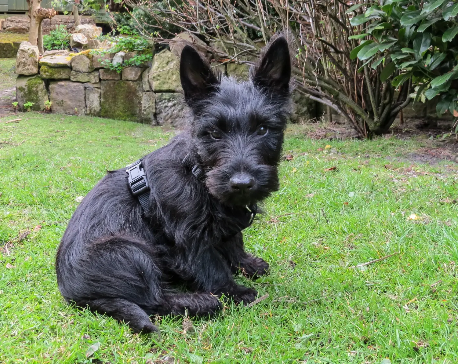 Buying a Scottish Terrier puppy means taking responsibility! Buy Scottish Terrier puppies.
