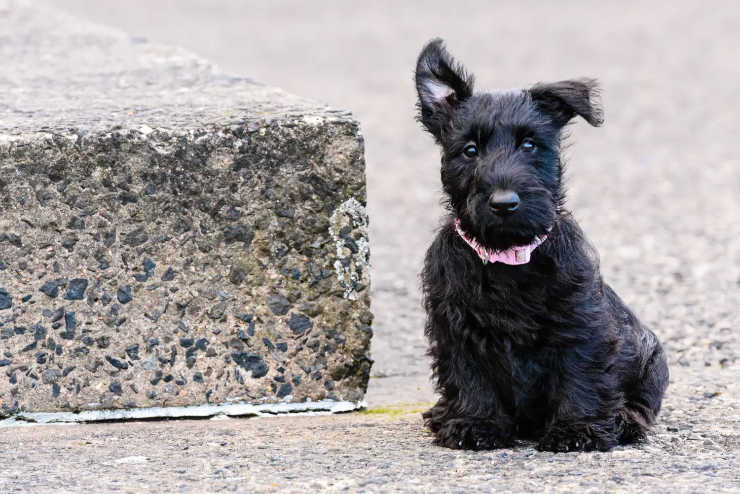 Buying a Scottish Terrier puppy means taking responsibility! Buy Scottish Terrier puppies.