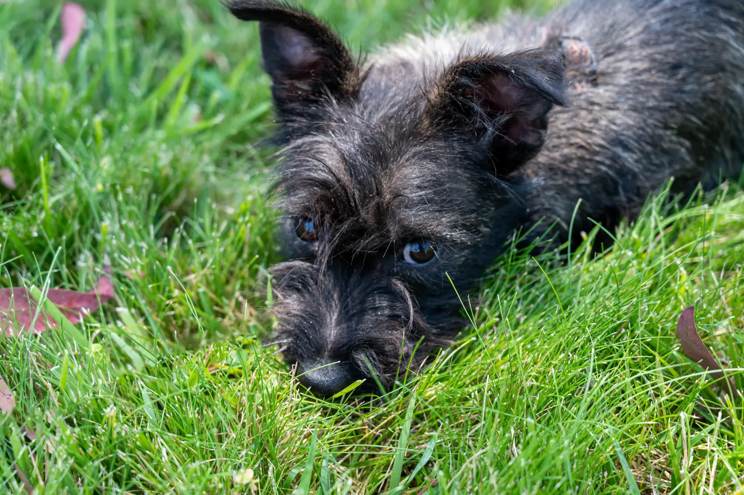 Buying a Scottish Terrier puppy means taking responsibility! Buy Scottish Terrier puppies.