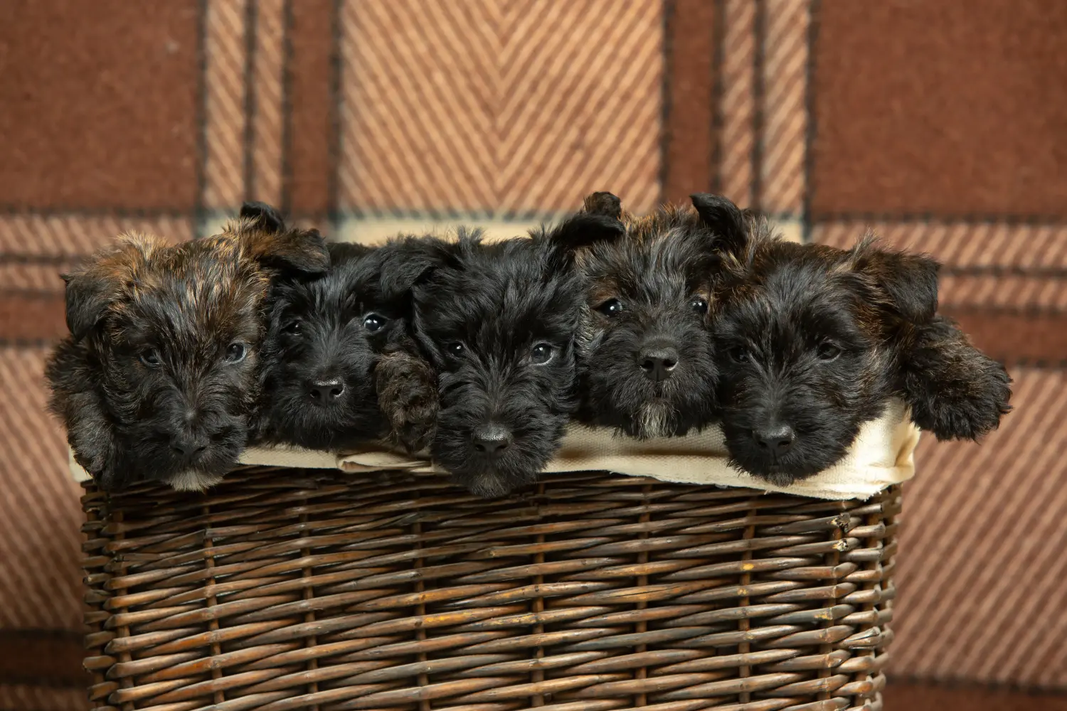 Buying a Scottish Terrier puppy means taking responsibility! Buy Scottish Terrier puppies.