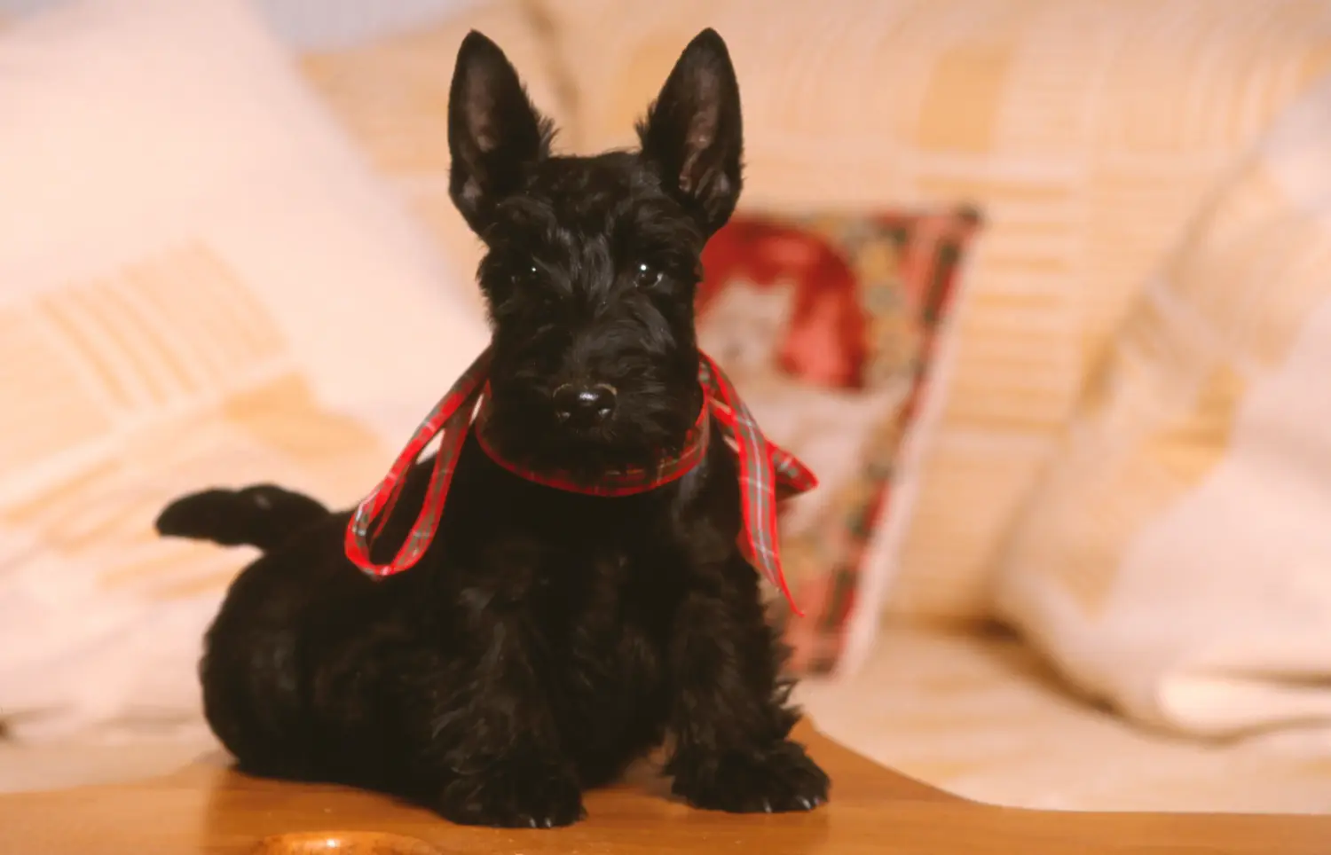 Buying a Scottish Terrier puppy means taking responsibility! Buy Scottish Terrier puppies.