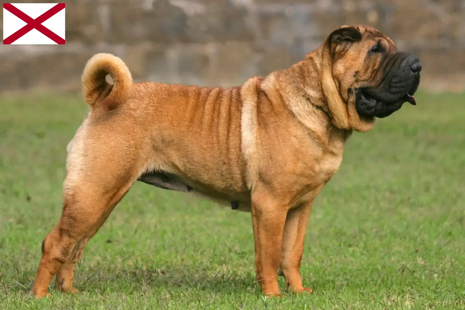 Read more about the article Shar-Pei breeders and puppies in Alabama