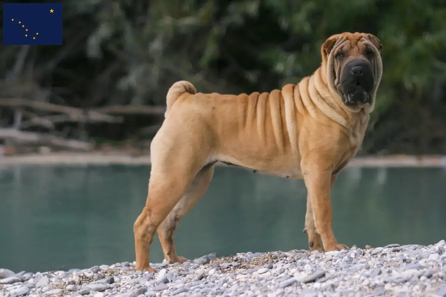 Read more about the article Shar-Pei breeders and puppies in Alaska