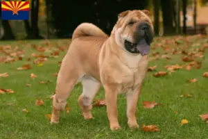 Read more about the article Shar-Pei breeders and puppies in Arizona