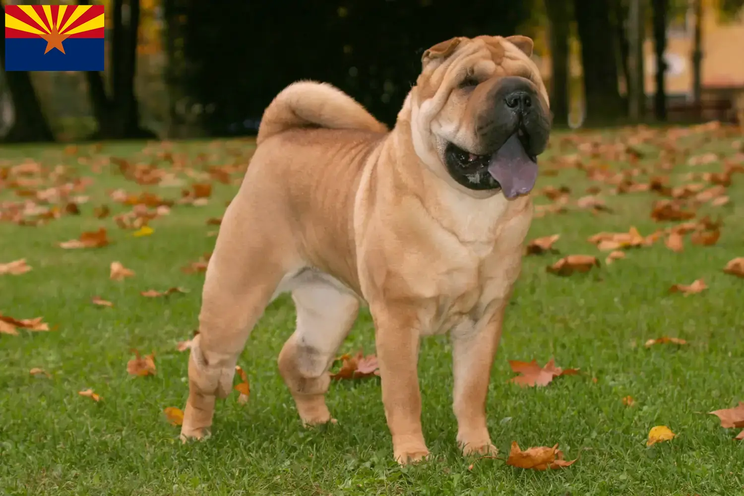 Read more about the article Shar-Pei breeders and puppies in Arizona