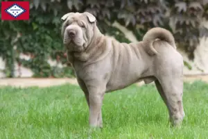 Read more about the article Shar-Pei breeders and puppies in Arkansas