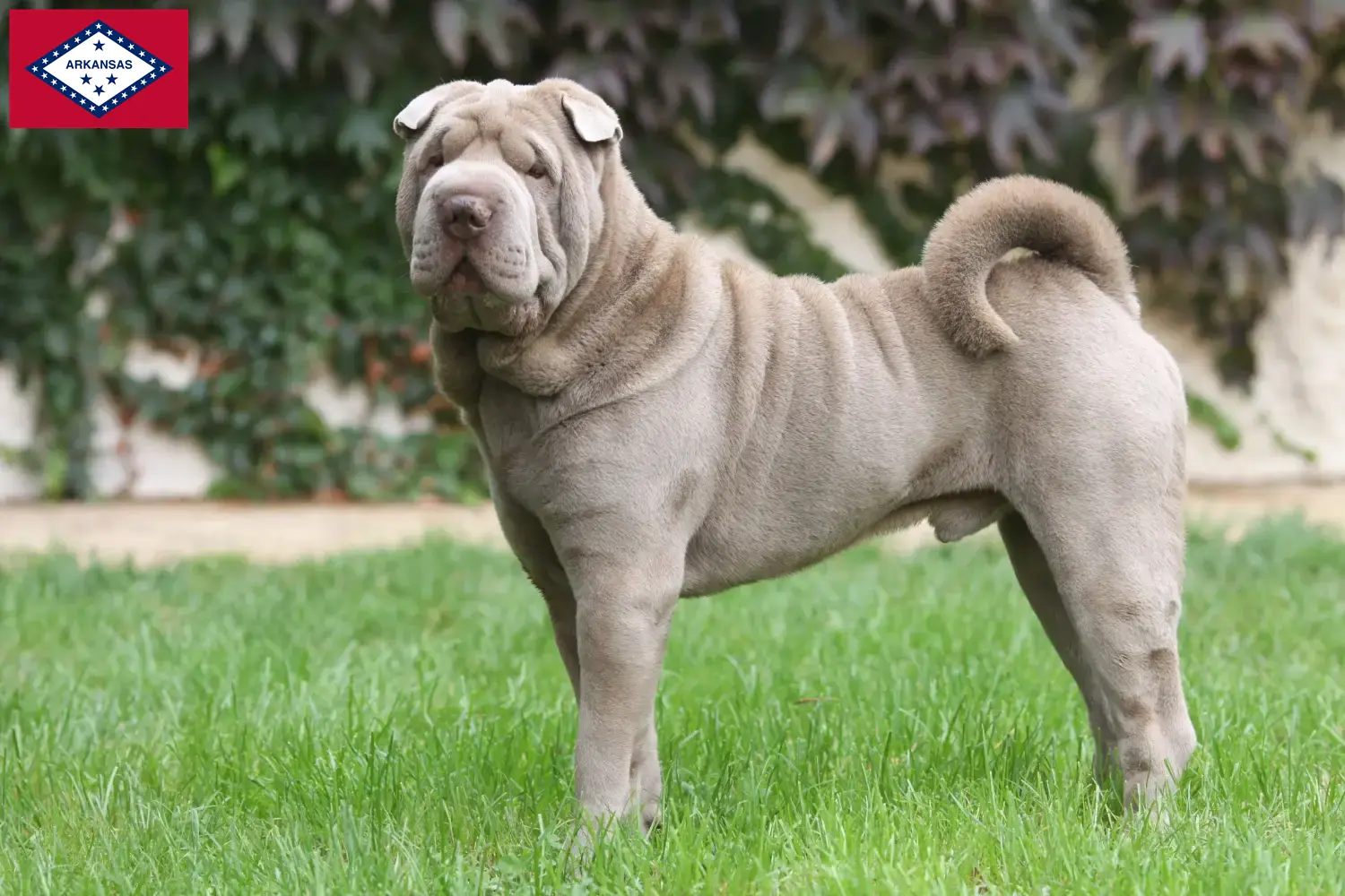 Read more about the article Shar-Pei breeders and puppies in Arkansas