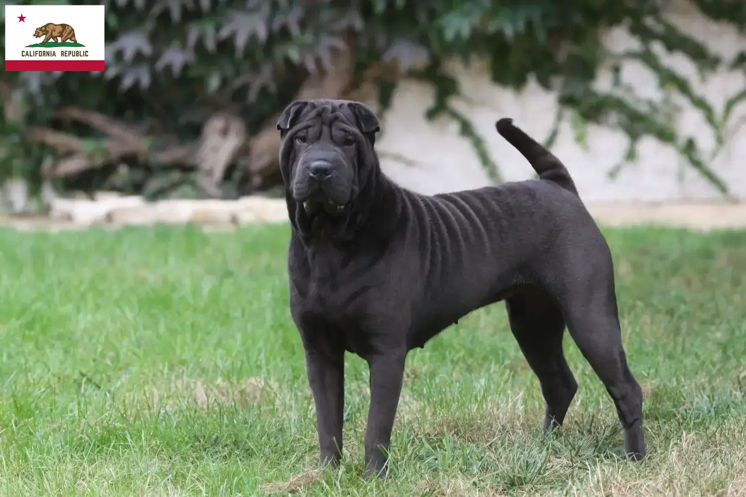 Read more about the article Shar-Pei breeders and puppies in California