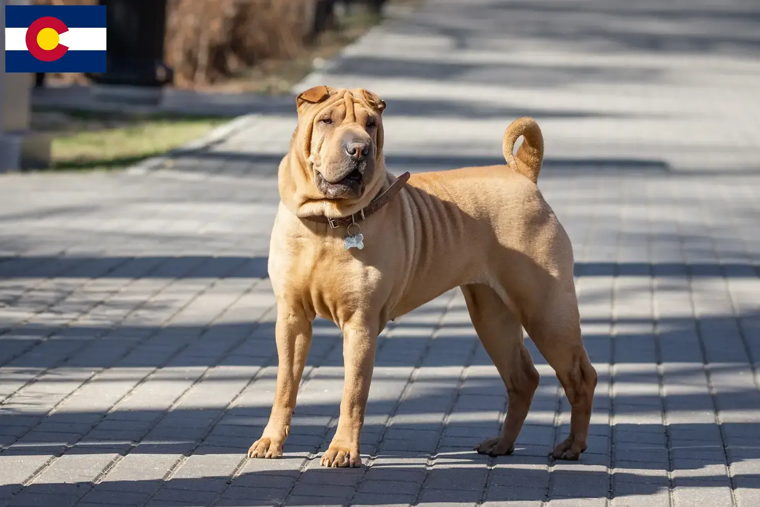 Read more about the article Shar-Pei breeders and puppies in Colorado