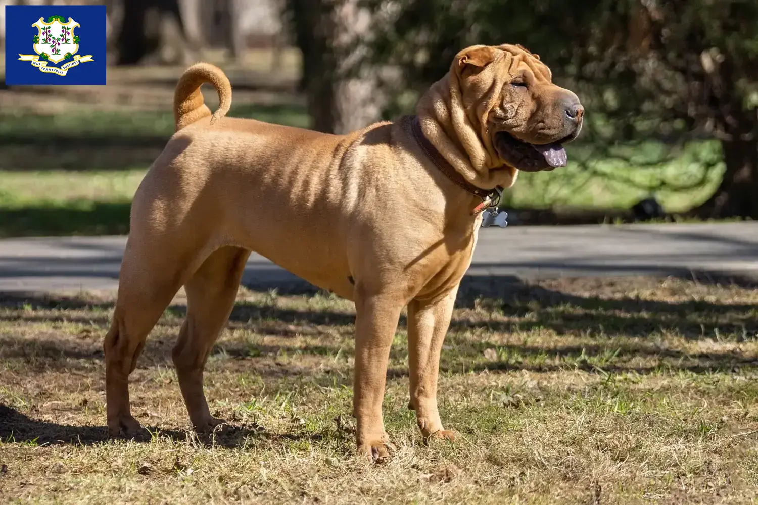 Read more about the article Shar-Pei breeders and puppies in Connecticut