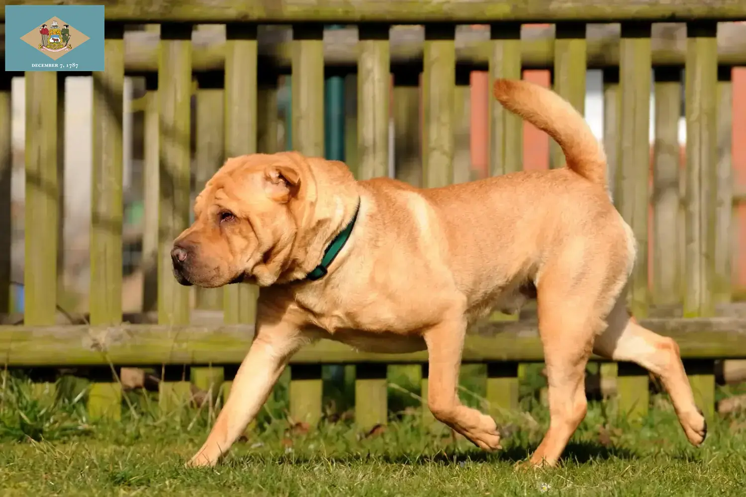 Read more about the article Shar-Pei breeders and puppies in Delaware