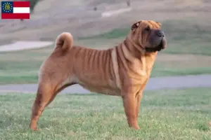 Read more about the article Shar-Pei breeders and puppies in Georgia