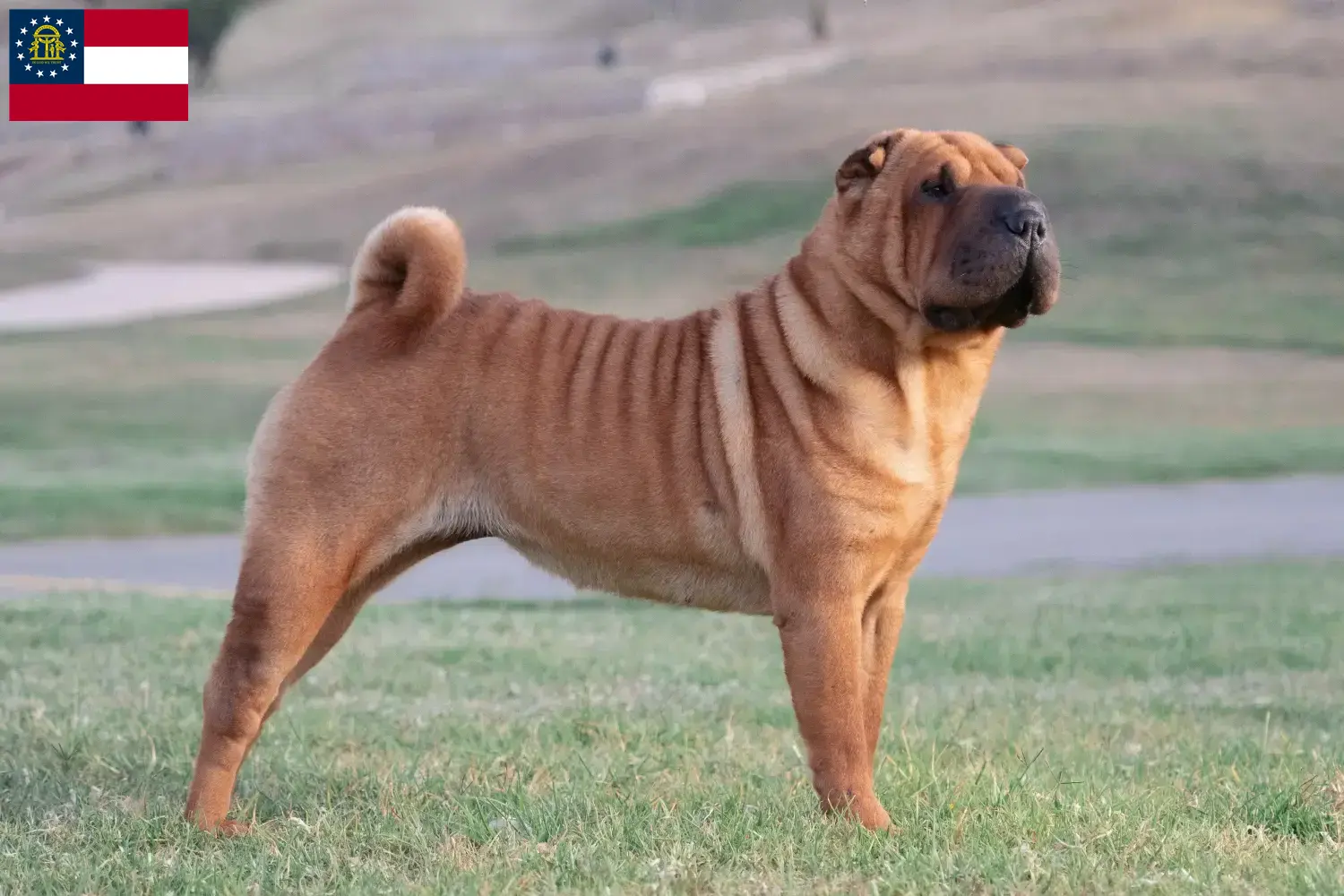 Read more about the article Shar-Pei breeders and puppies in Georgia