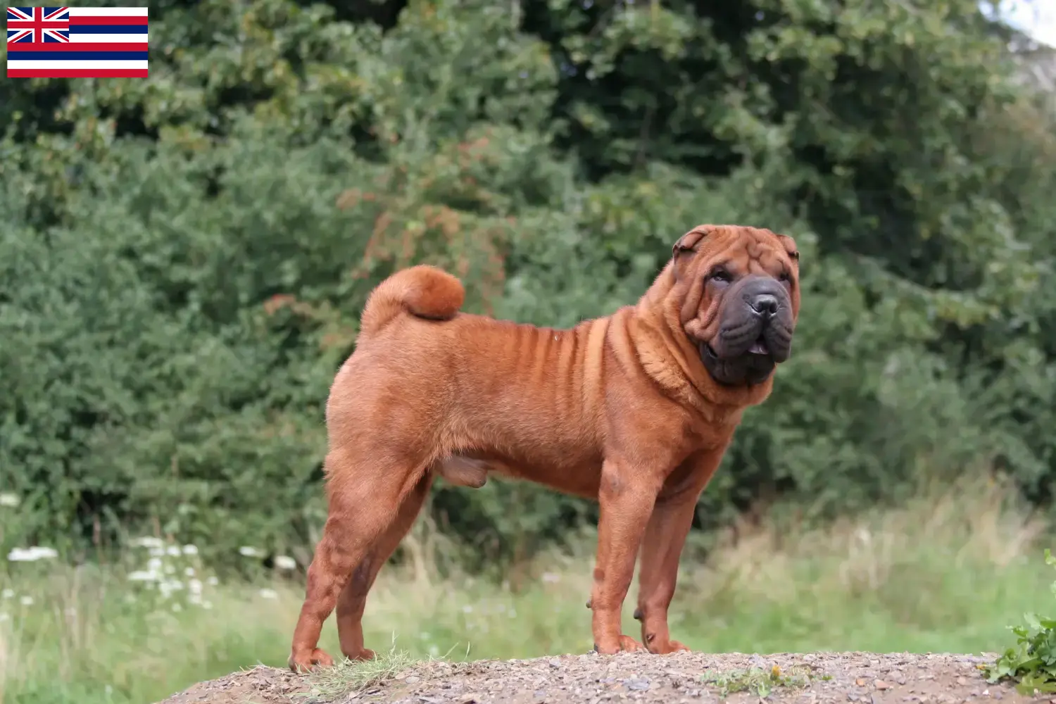 Read more about the article Shar-Pei breeders and puppies in Hawaii