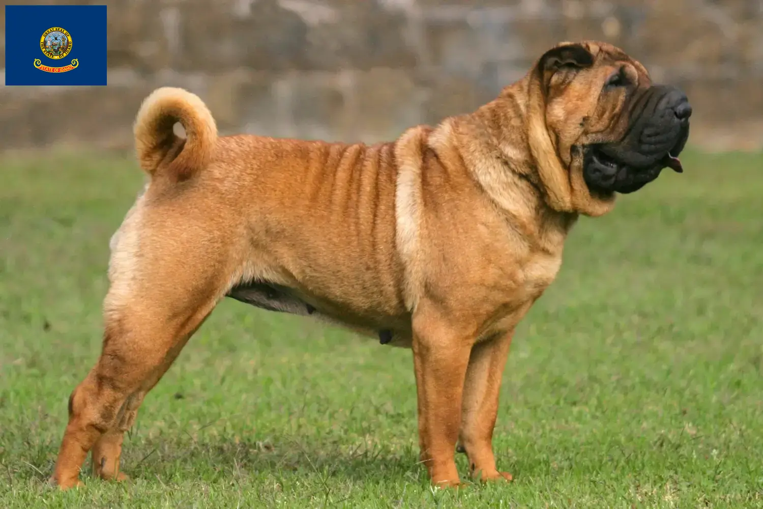 Read more about the article Shar-Pei breeders and puppies in Idaho