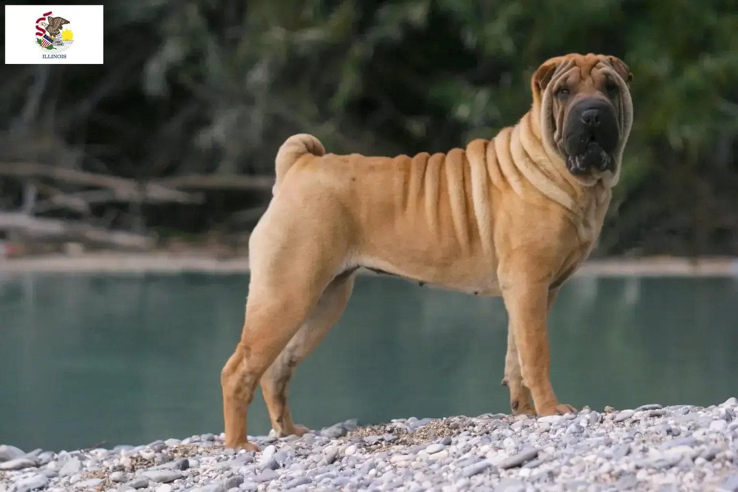 Read more about the article Shar-Pei breeders and puppies in Illinois