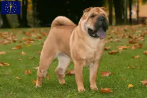 Read more about the article Shar-Pei breeders and puppies in Indiana