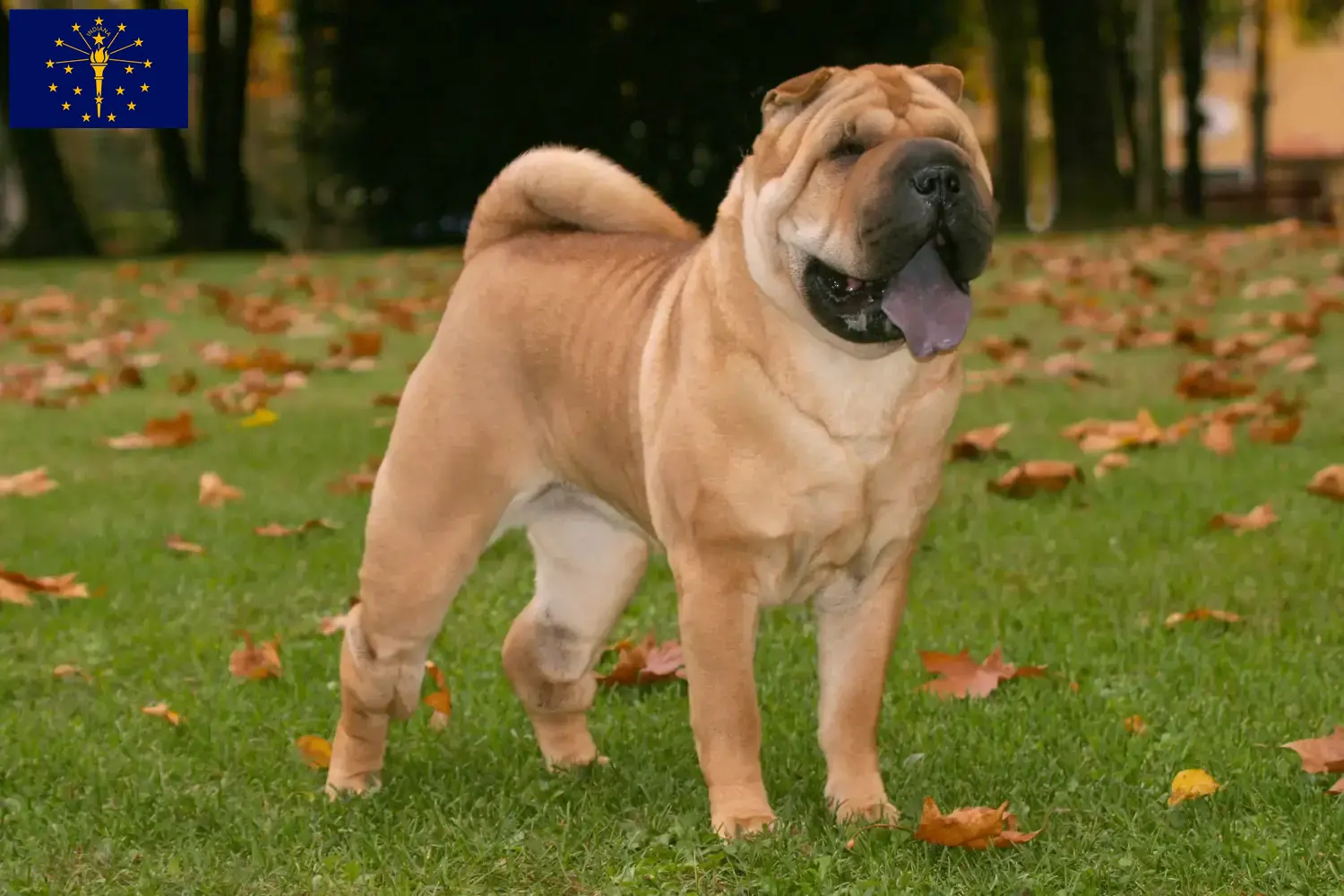 Read more about the article Shar-Pei breeders and puppies in Indiana