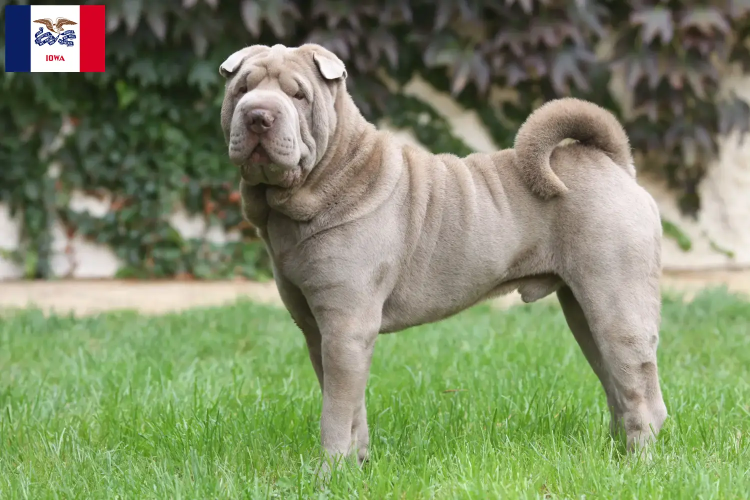 Read more about the article Shar-Pei breeders and puppies in Iowa