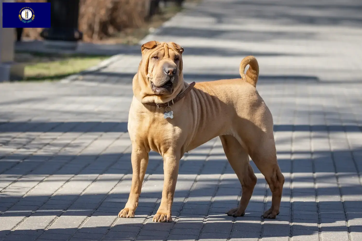 Read more about the article Shar-Pei breeders and puppies in Kentucky