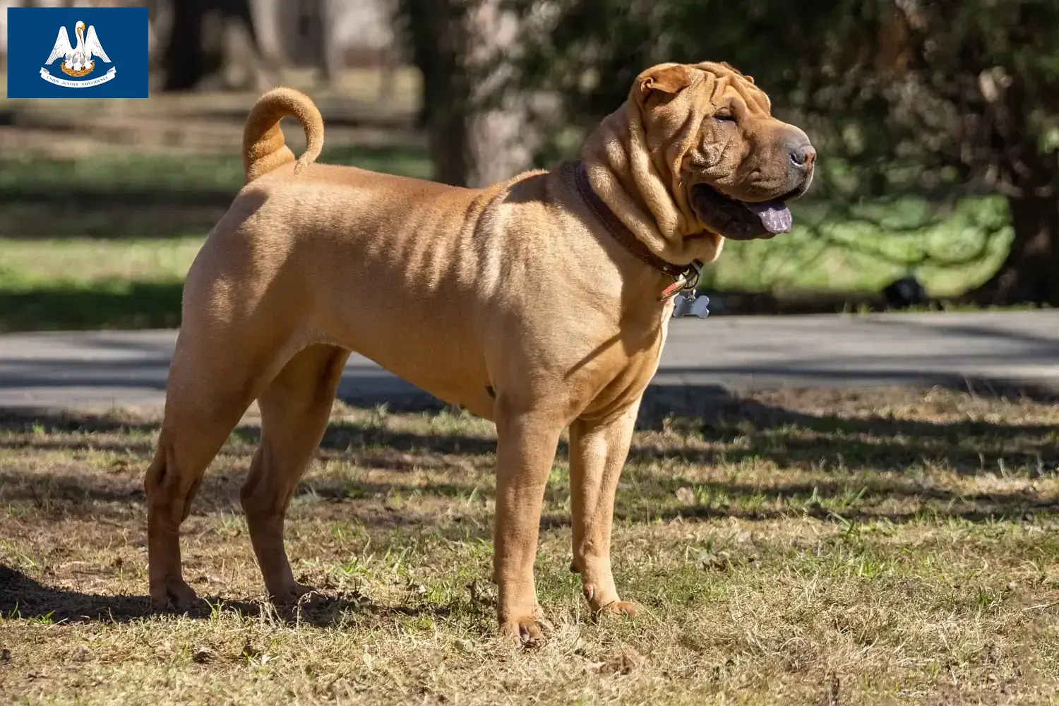 Read more about the article Shar-Pei breeders and puppies in Louisiana